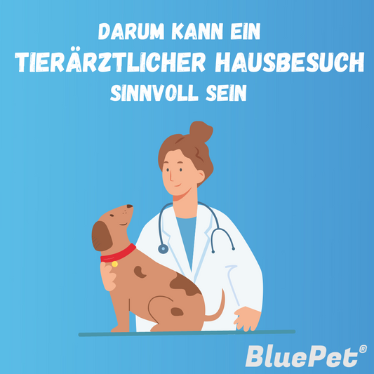 Darum kann ein tierärztlicher Hausbesuch sinnvoll sein