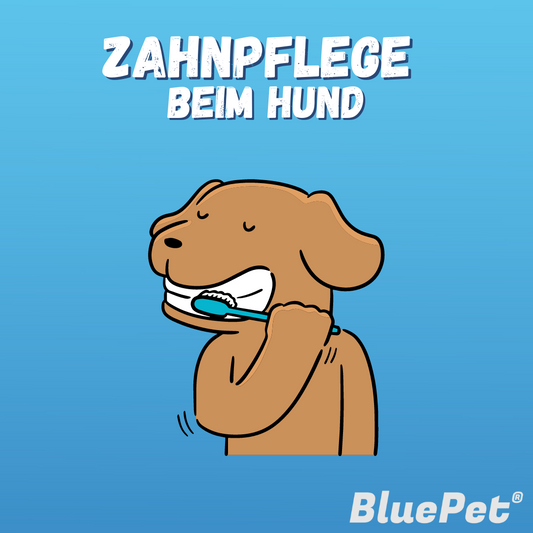 Zahnpflege beim Hund