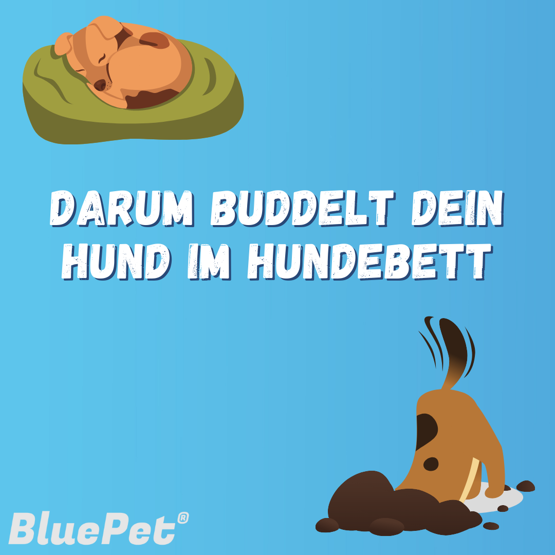 Darum buddeln Hunde in ihrem Bett