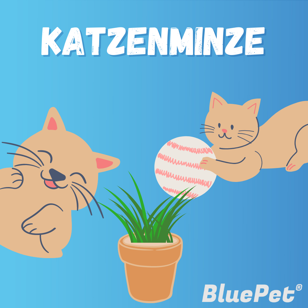Grafik: Katzenminze