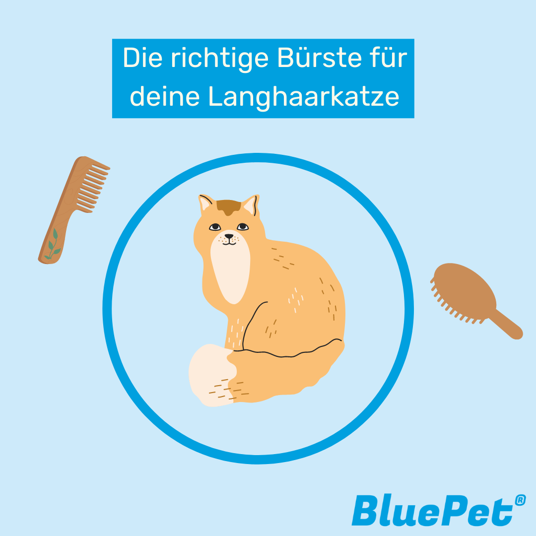 Die richtige Bürste für Langhaarkatzen