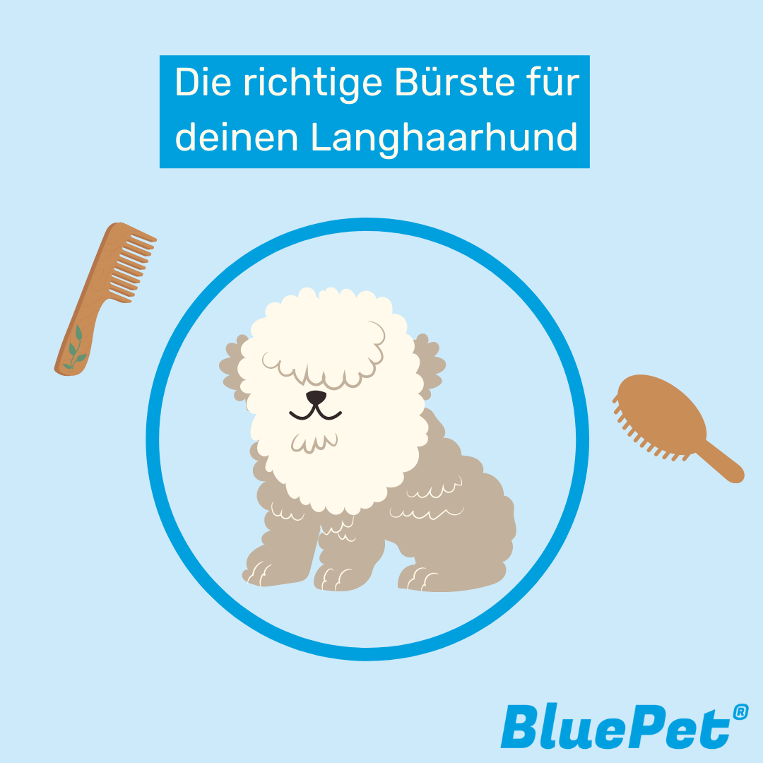 Die richtige Bürste für Langhaarhunde