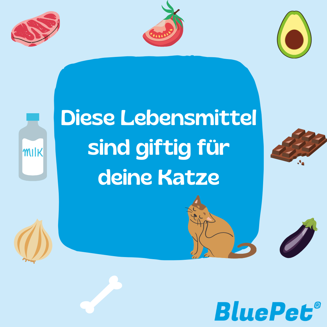 Grafik: Giftige Lebensmittel für Katzen