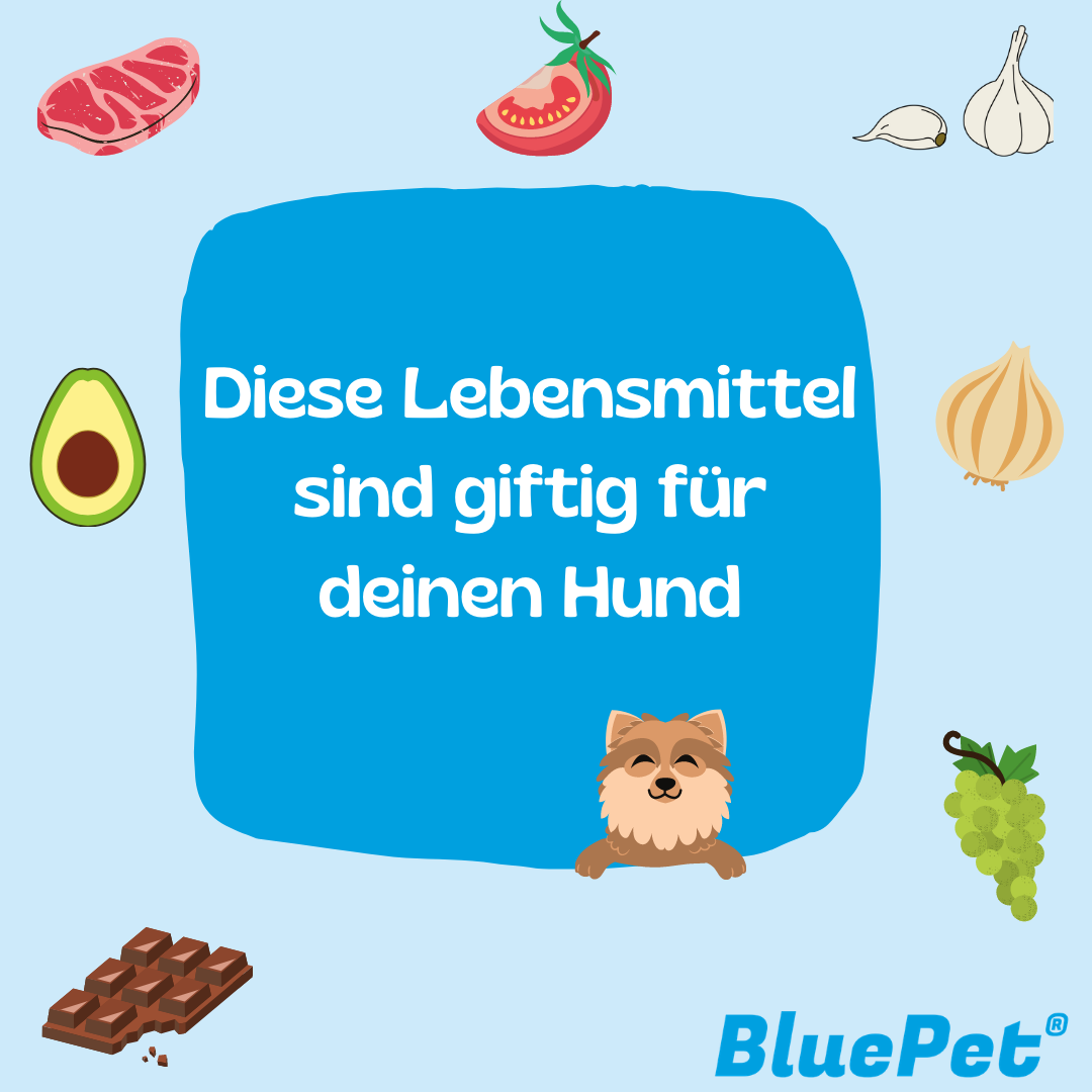 Grafik: Giftige Lebensmittel für Hunde