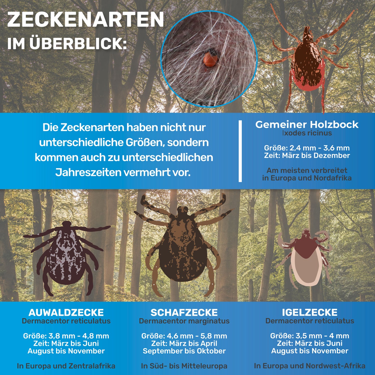 10 teiliges Set Zeckenentferner, Notfallset für Hunde & Katzen
