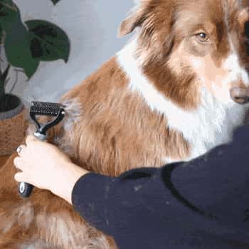 Gif Hund wird gebuerstet mit Unterwollbuerste UnterwollToll von BluePet im Fellwechsel Australien shepherd