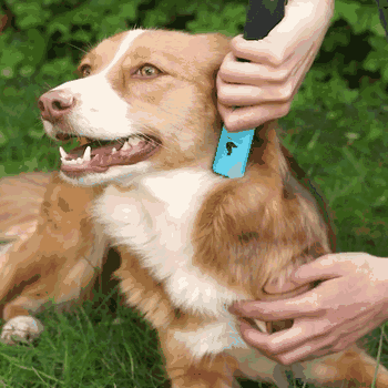 Fellpflege Set für bessere Kämmbarkeit Entfilzer Set Collie, Golden Retriever, Australian Shepherd Hund