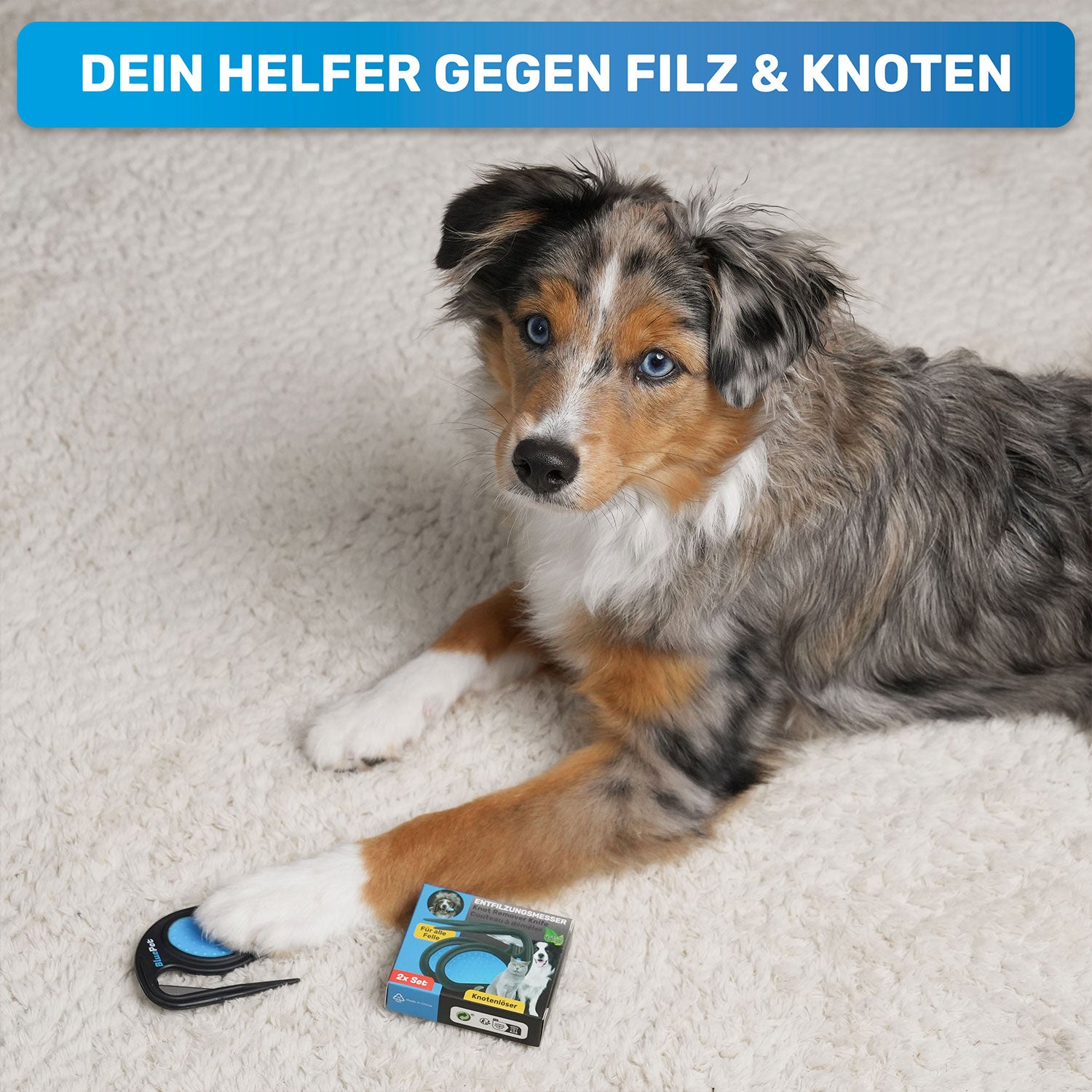 Ein junger Australian Shepherd Hund mit dem Entfilzungsmesser. Süßer Hundeblick.
