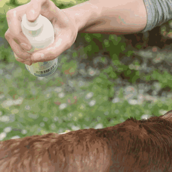 Entfilzungsspray für Hunde und Katzen in der Anwendung