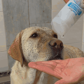 Anwendung des Hundeshampoos bei einem Labrador