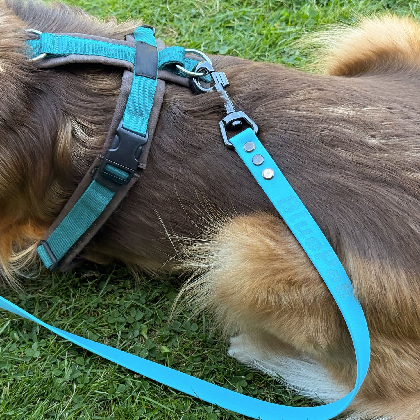 BluePet x CustomPaws BioThane® Schleppleine Basic