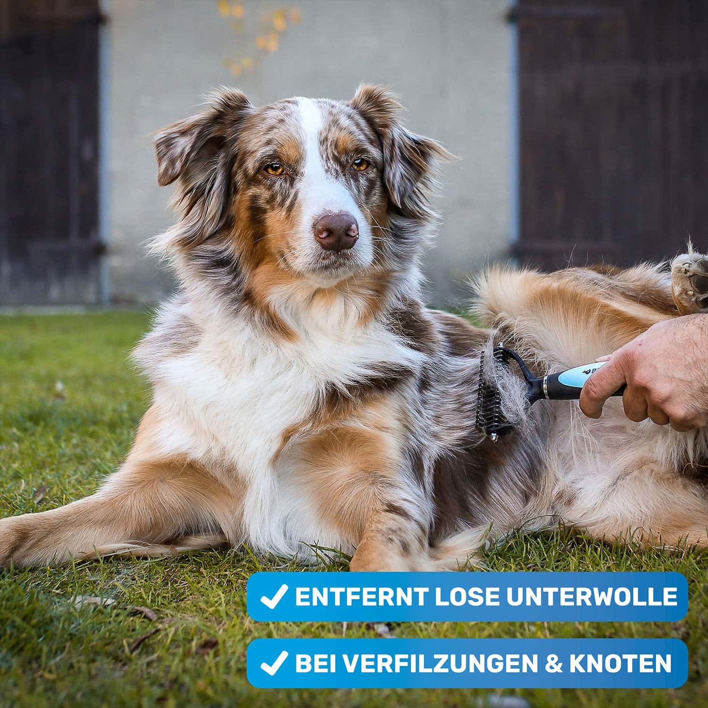 Australian Shepherd wird gebuerstet mit einer Unterwollbuerste dabei loest sich viel loses Unterfell und Unterwolle