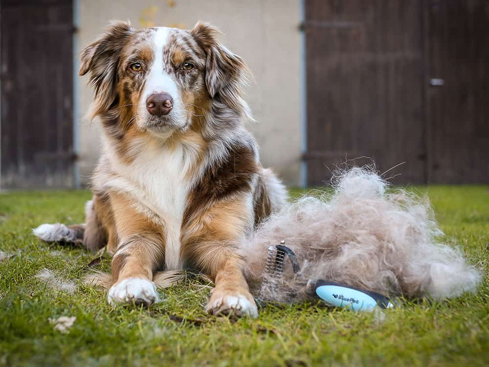 Australien Shepherd wird ausgekämmt und die Unterwolle entfernt mit der UnterwollToll Unterwollbürste von BluePet