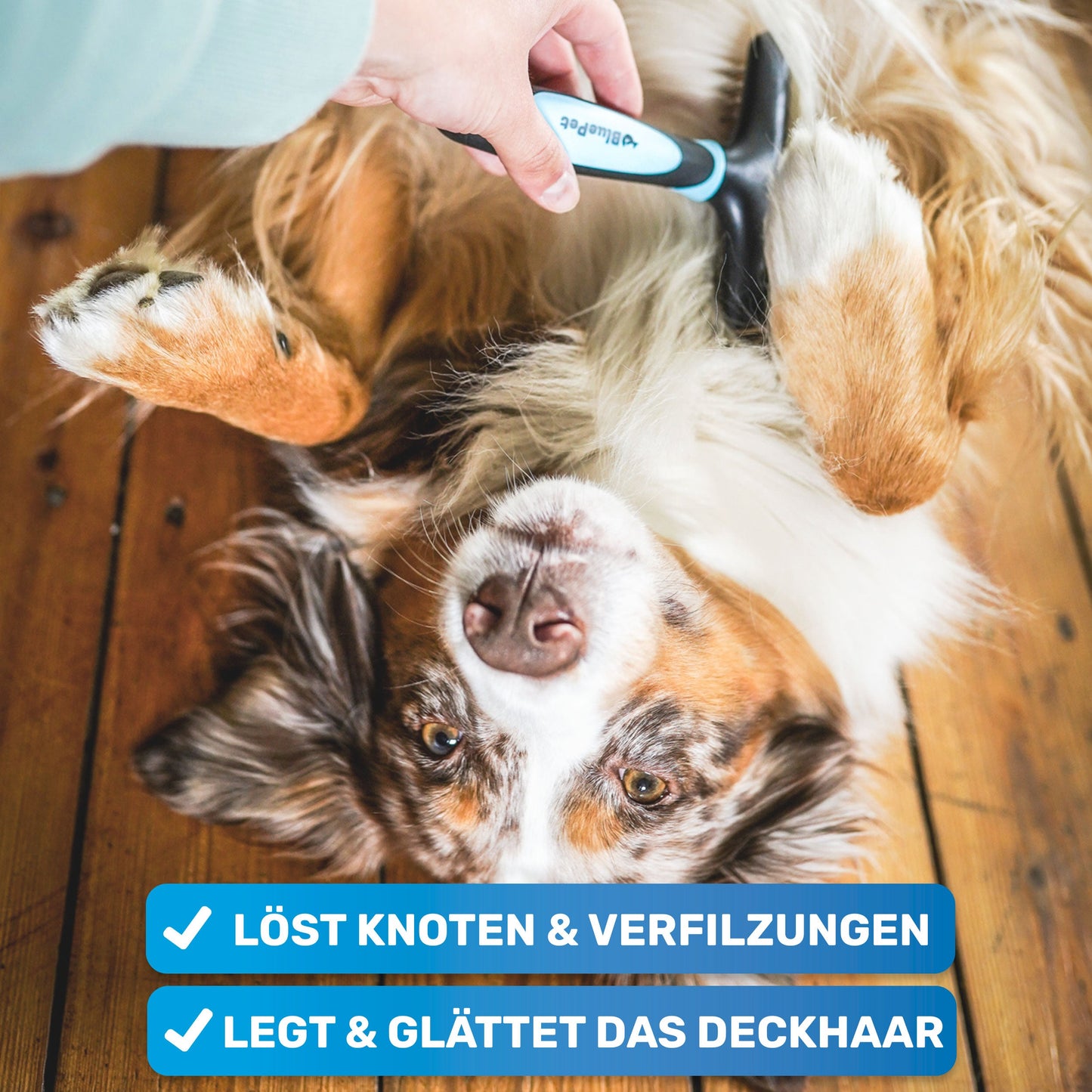 Australian Shepherd wird mit Entwirrungskamm gekaemt