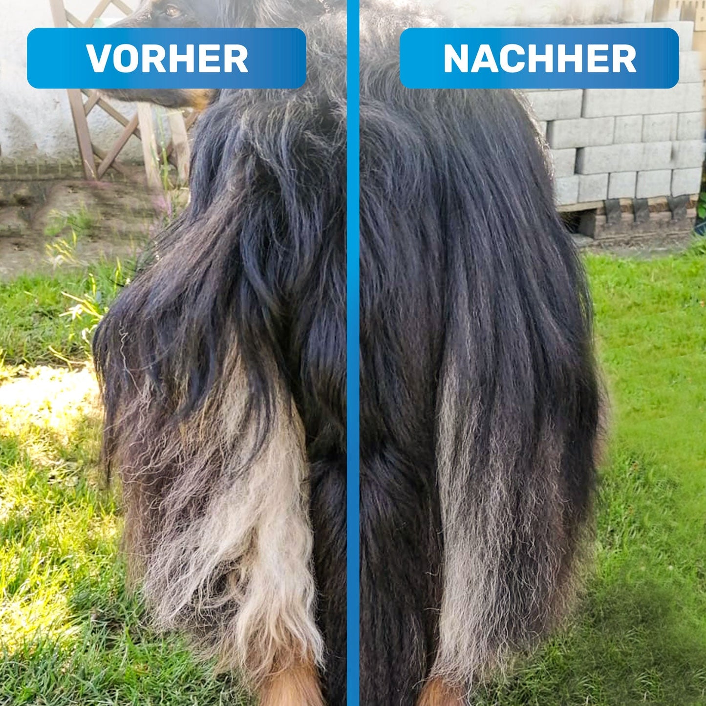 Vorher Nachher Vergleich von einem Hundepo