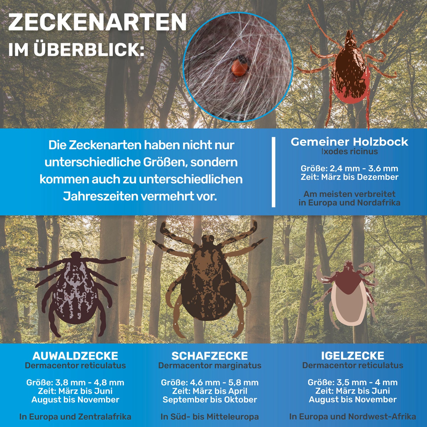 Zeckenarten im Überblick