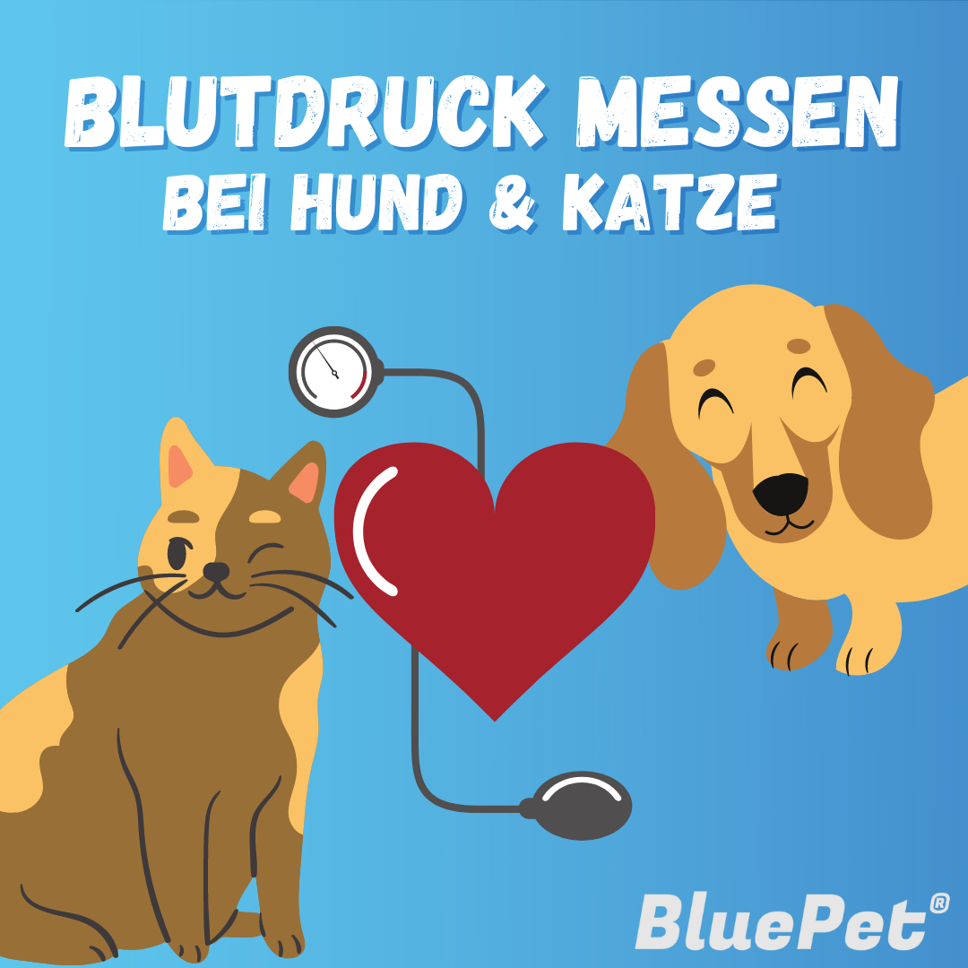 Blutdruck Messen Bei Hund & Katze I BluePet