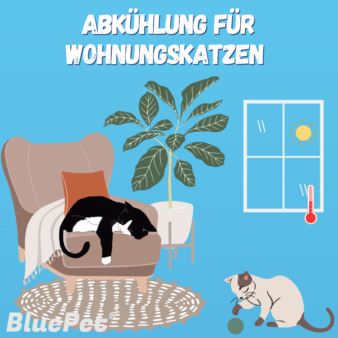 5 Tipps zur Abkühlung von Wohnungskatzen