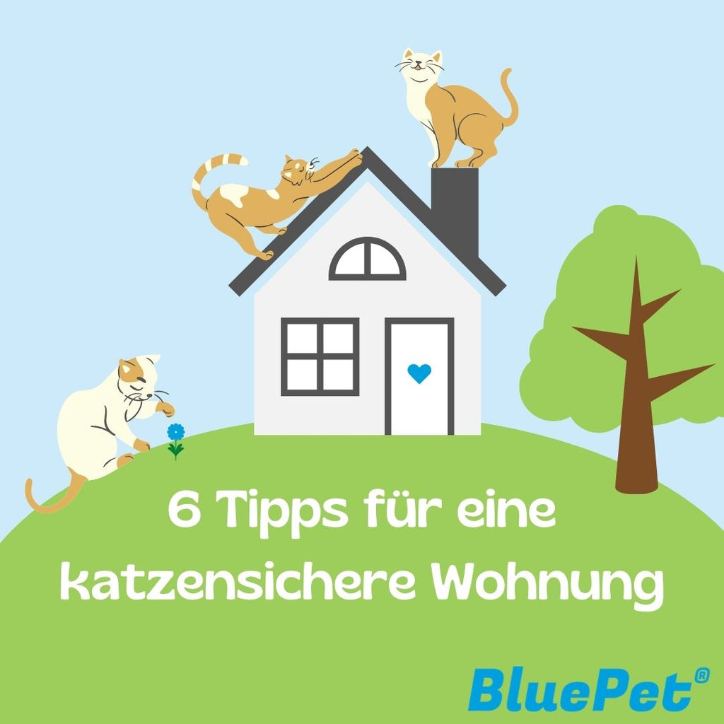 6 Tipps für eine katzensichere Wohnung