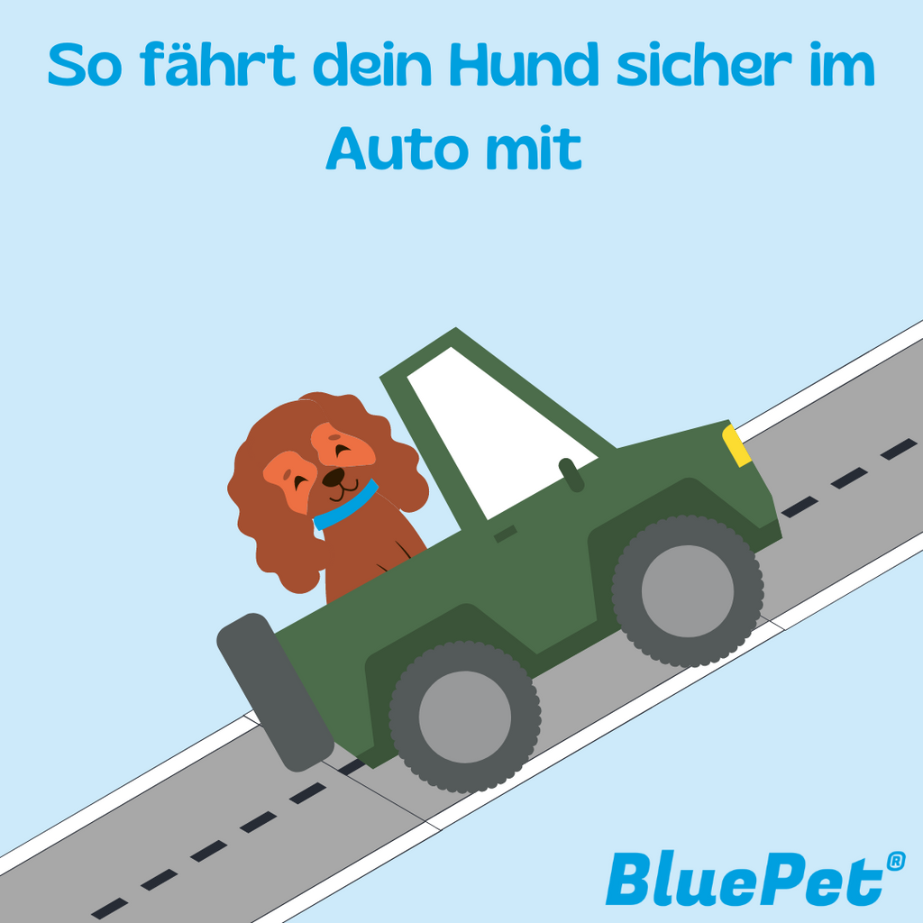 Grafik: Hund im Auto 