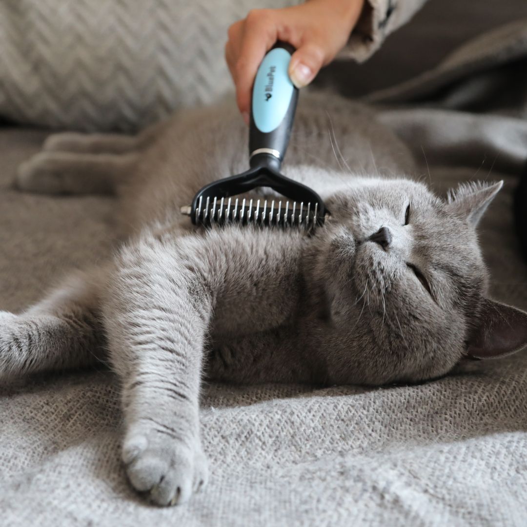 Für Katzen