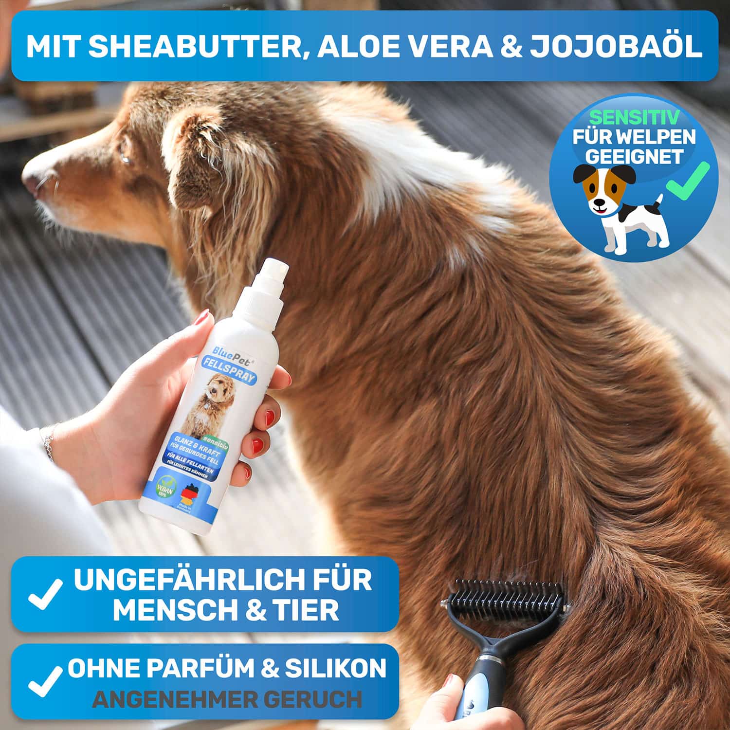 Fellpflege für Australian Shepherd mit BluePet Fellspray Fell Hund kämmen glätten glänzend und schön