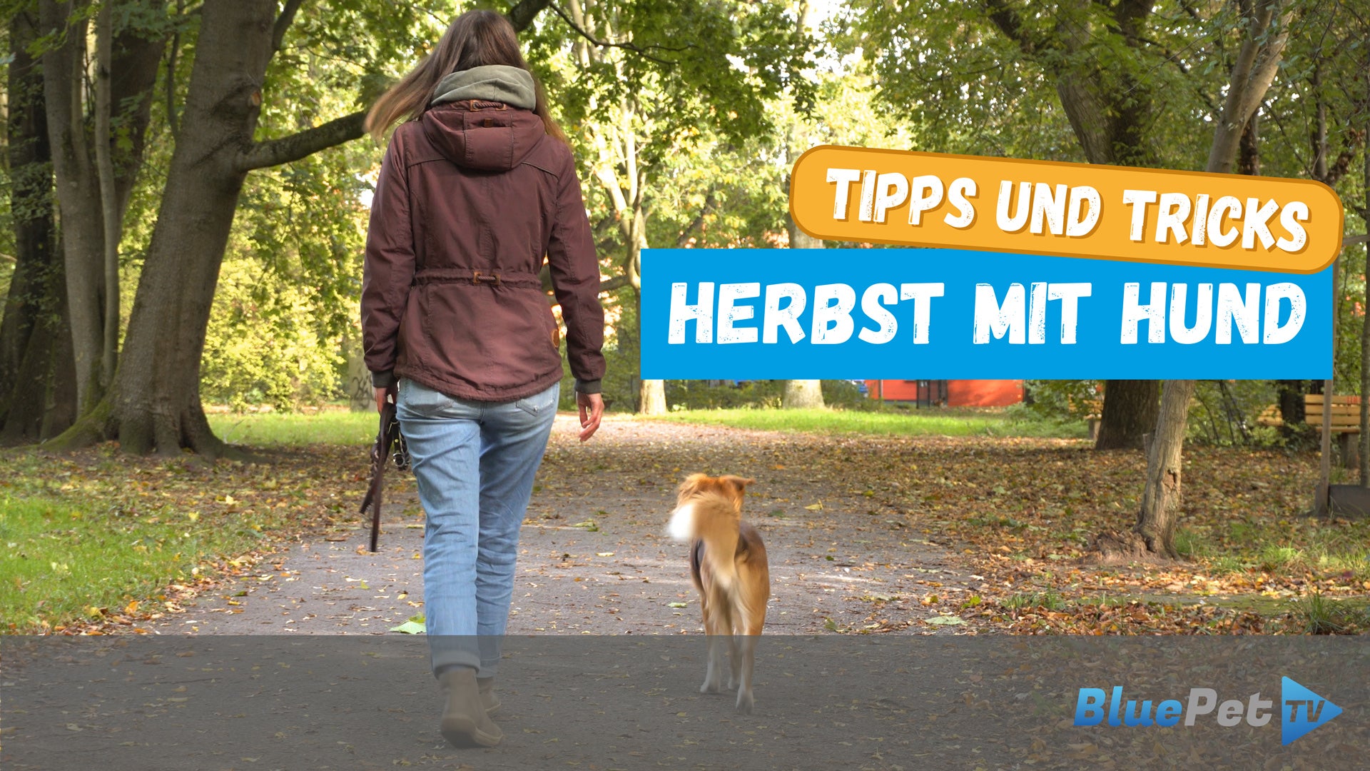 Video laden: Hundetricks Herbst mit Hund Gassirunde Hundetipps