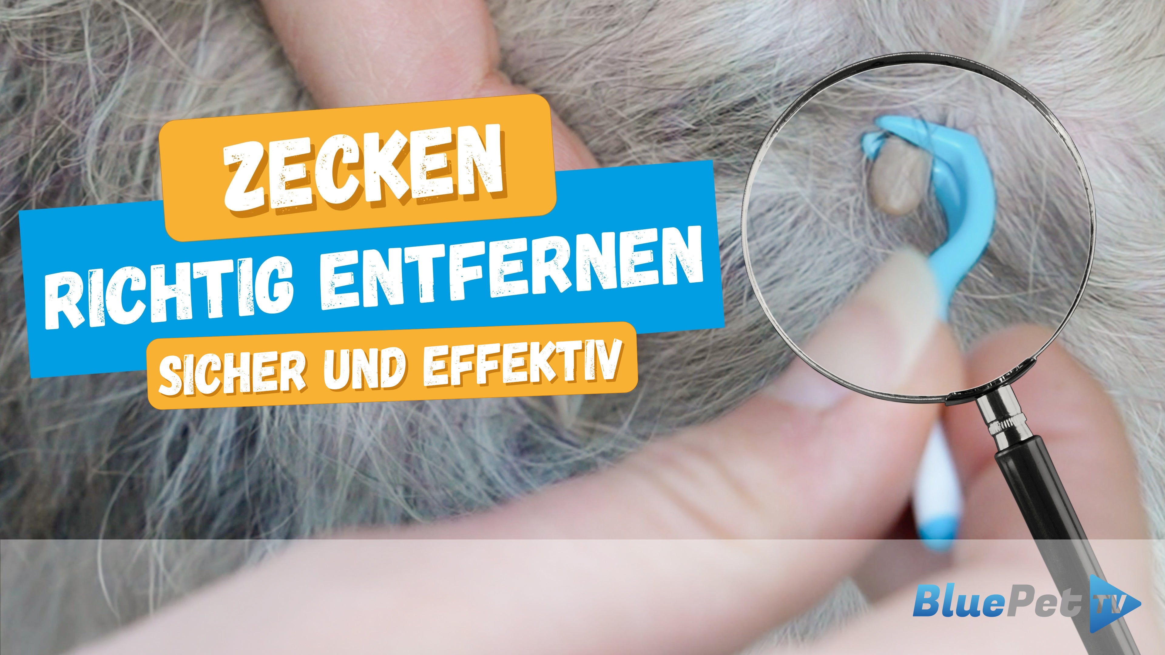 Video laden: So entfernst du Zecken schnell &amp; sicher